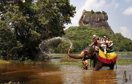 elephant safi polonnaruwa